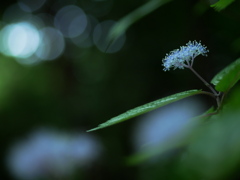 小紫陽花