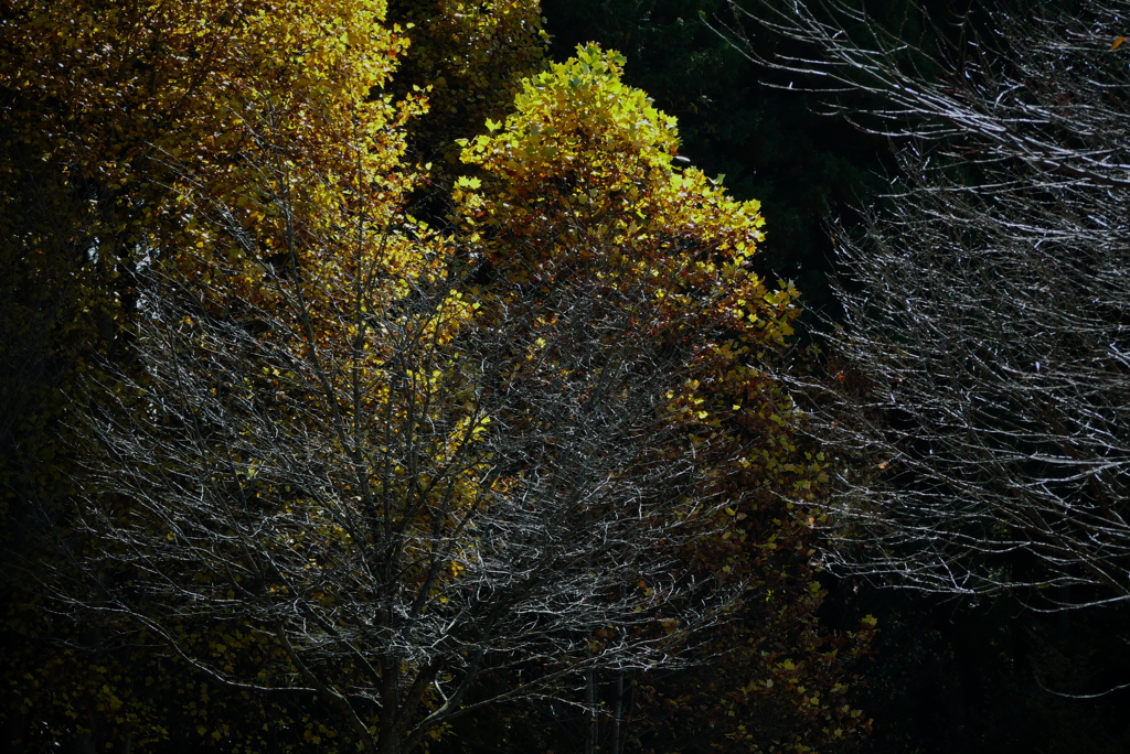 裸樹と黄葉