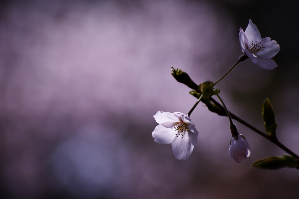 Spring story  ①