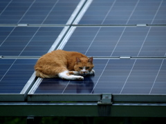 太陽光発電  -絶対どかねーぞッ-