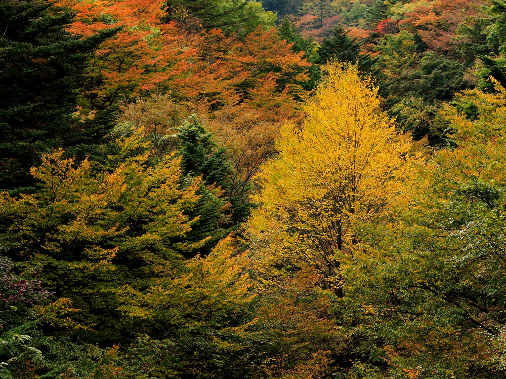 yellow_tree