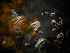 「枯れ莇」芒と紅葉を配して