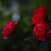 薔薇の肖像