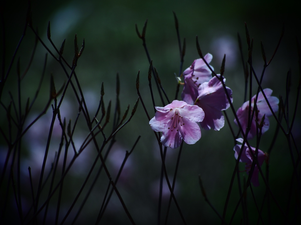 淡き想い  -散り際の花-