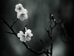 白梅