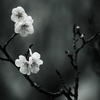 白梅