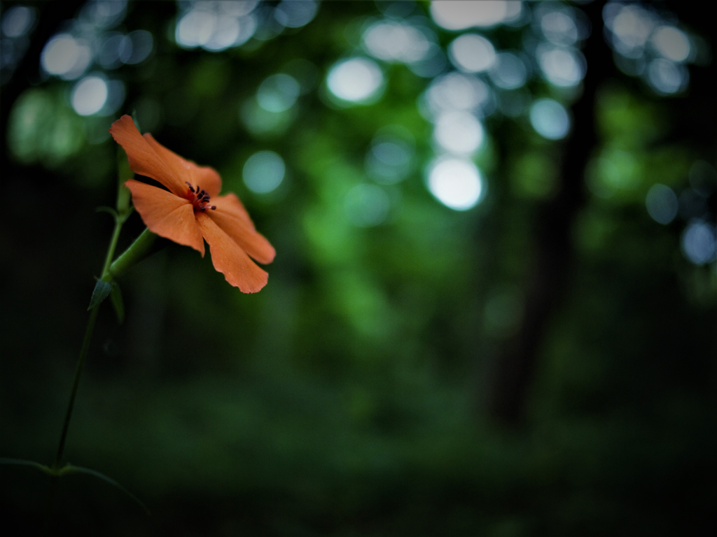 森に一輪の花