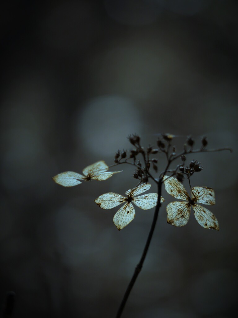 phantom butterfly ～枯れ紫陽花～