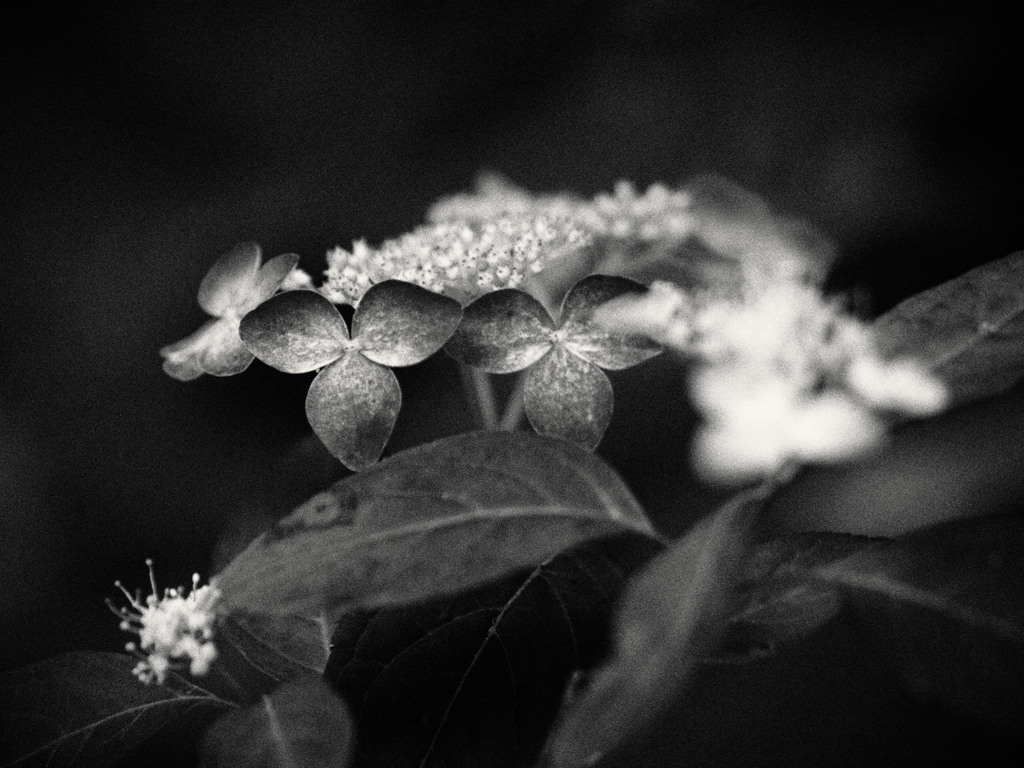 粗描 ～山紫陽花～