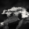 粗描 ～山紫陽花～