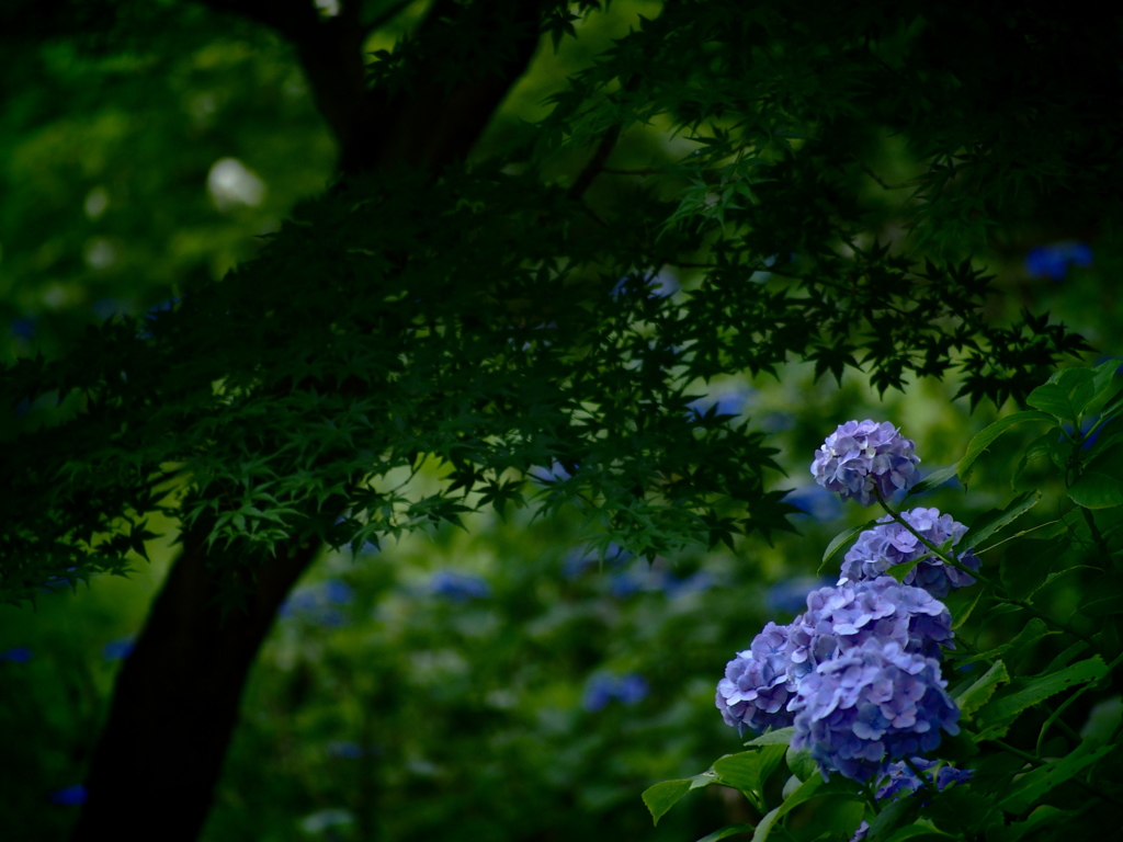 紫陽花の頃