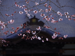 社寺の桜