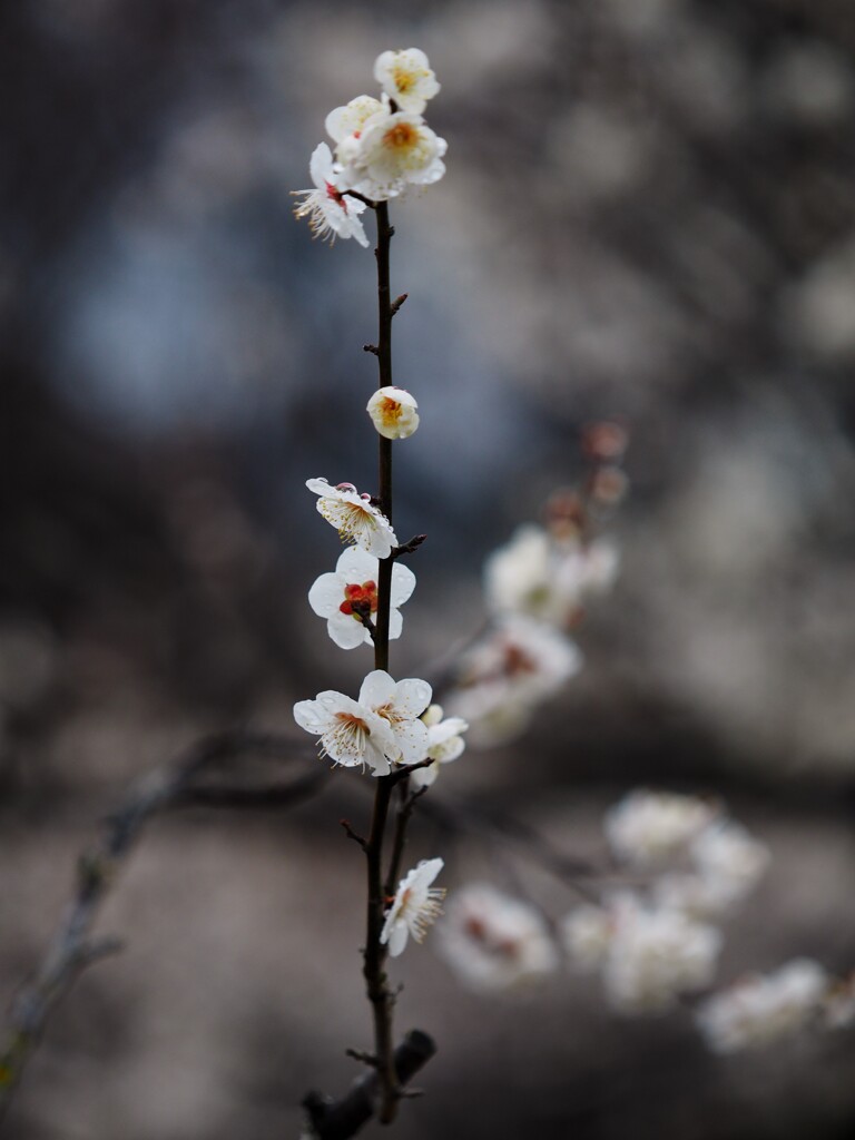 一枝