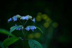 曇天に愛でる七段花