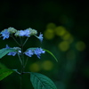曇天に愛でる七段花