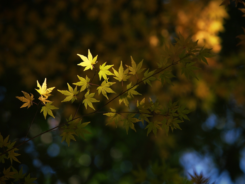 étoile jaune