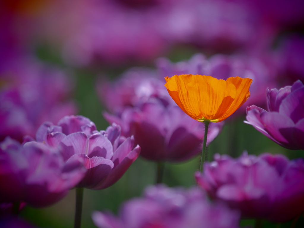 異端の花