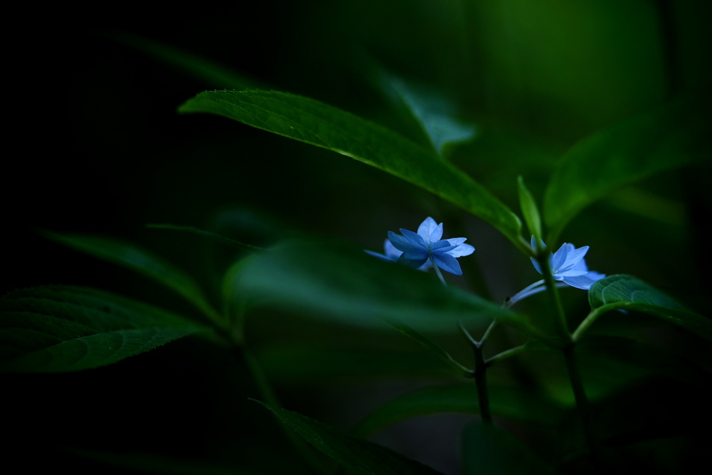 六月の青い星☆彡 - 七段花 -  ②