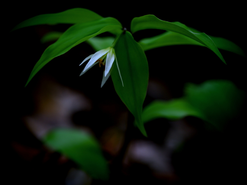 白い花