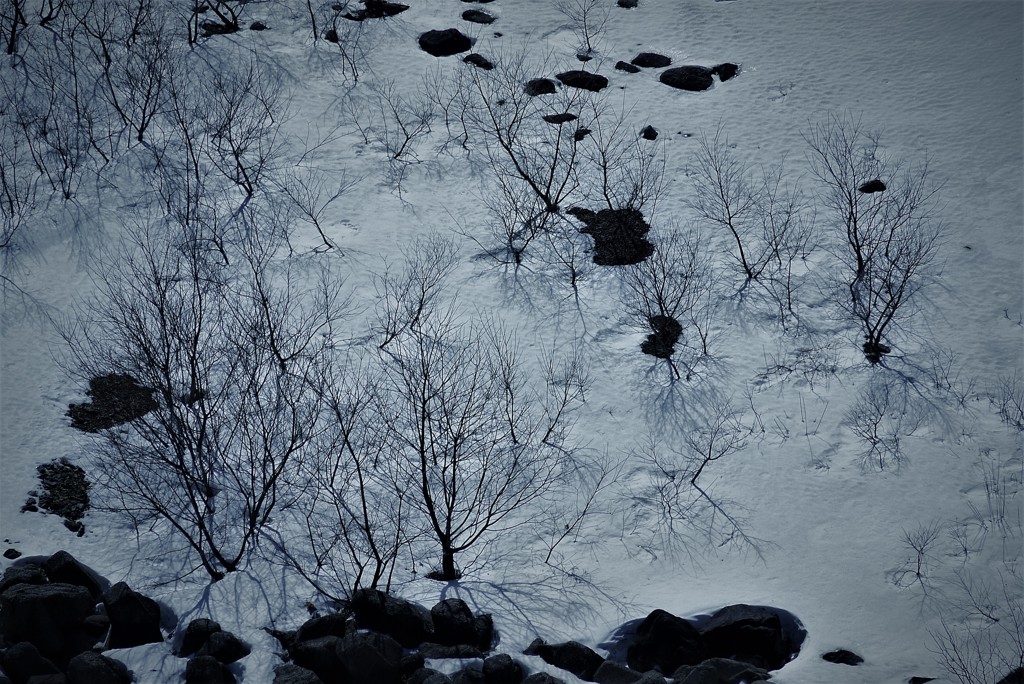 氷雪の野