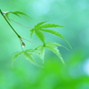 緑萌え♬