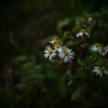 晩花