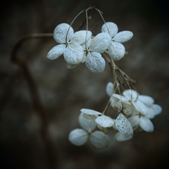 寂の花  其の参