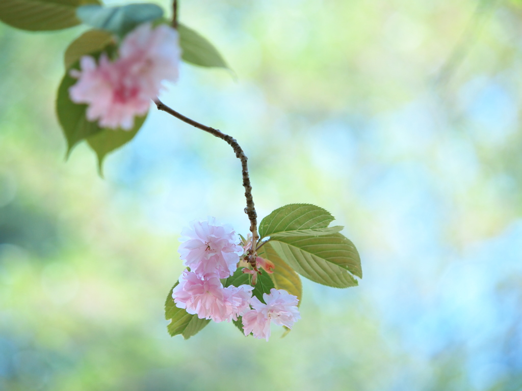 君に贈る  -桜のブーケ-