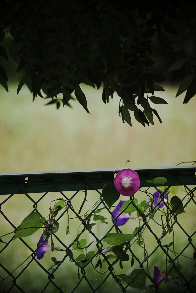 花飾りのフェンス