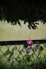花飾りのフェンス