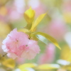 春色スケッチ ④ ～八重桜～