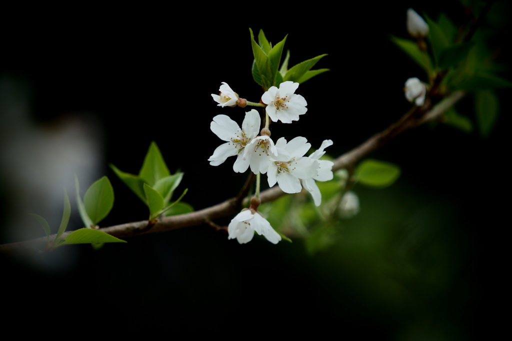 美麗 Wild cherry blossoms 2