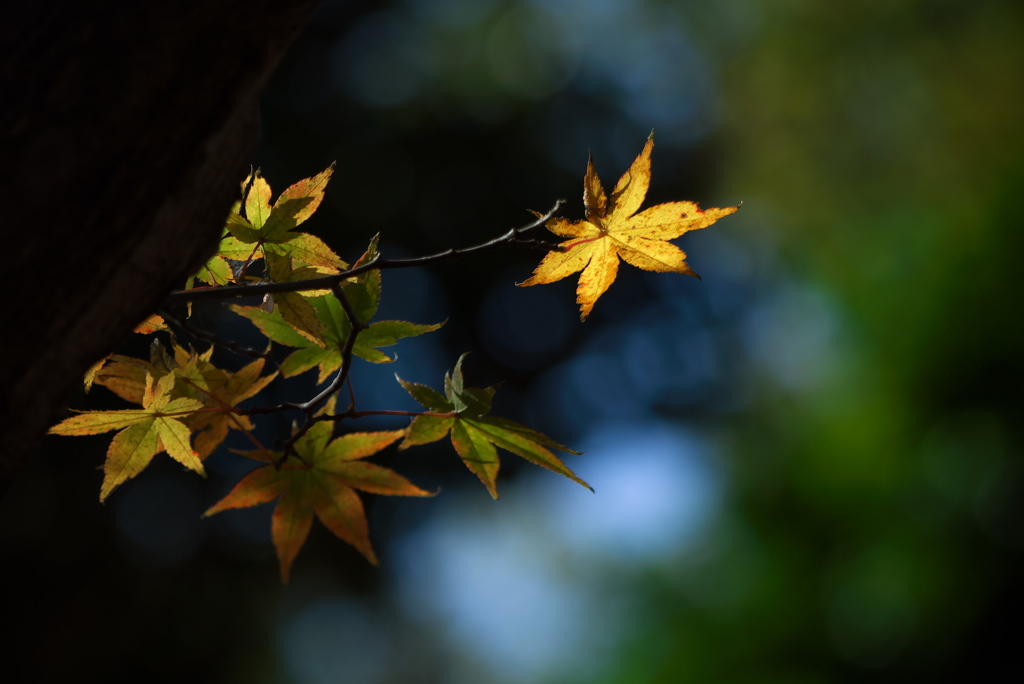 Yellow_star