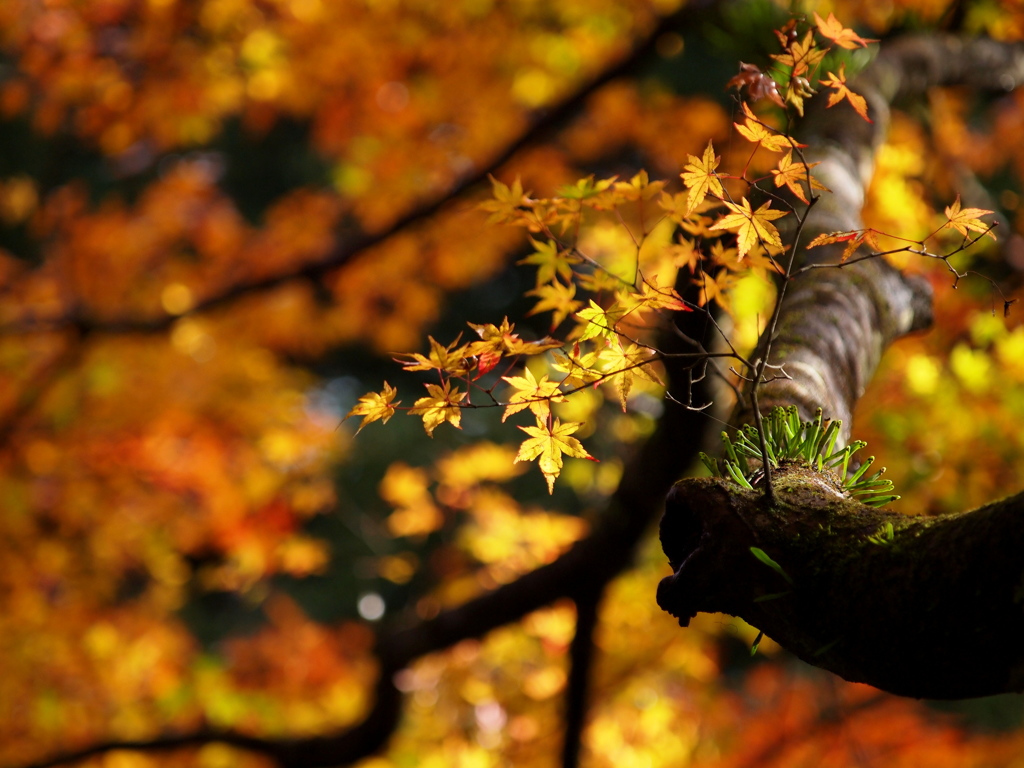 見上げれば清秋の陽