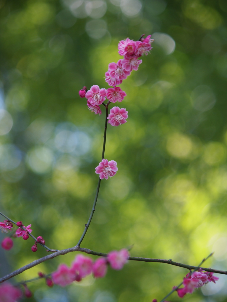 時は春 ① ～梅花～