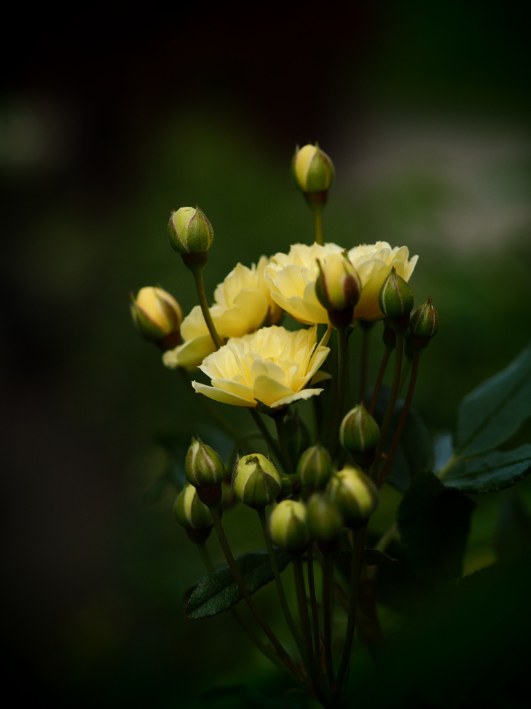 薔薇の花束を貴女へ