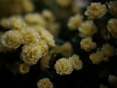 「素朴な美」木香薔薇 ②