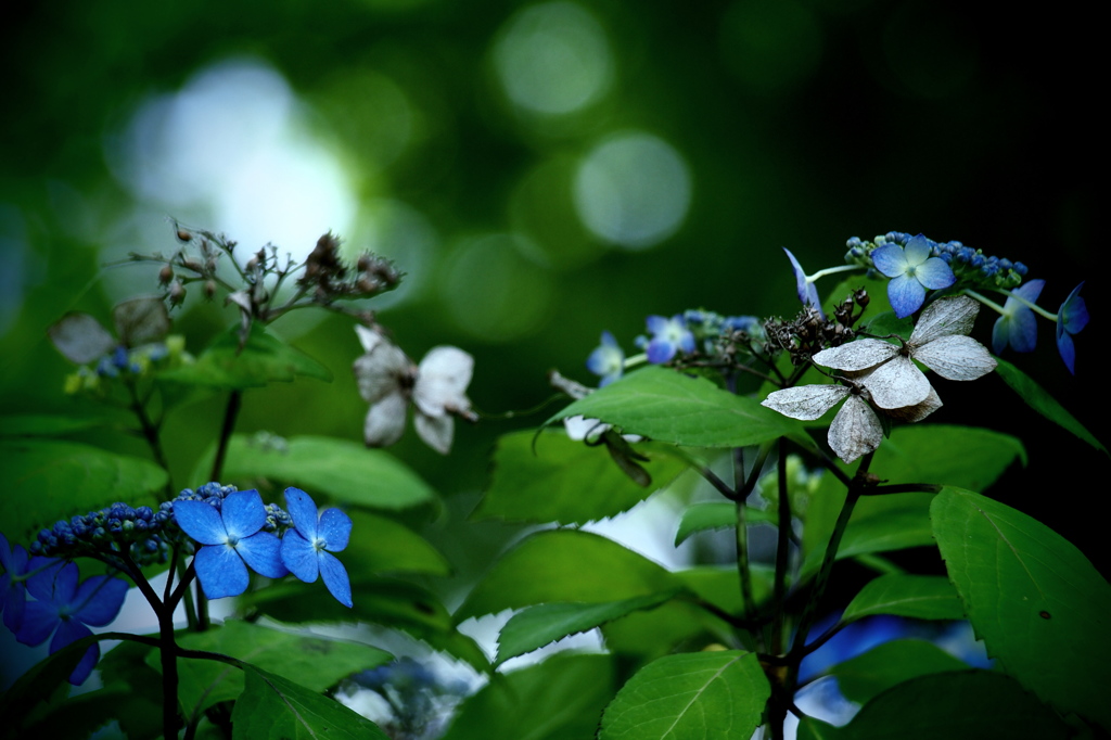 紫陽花  -共存-  ②