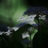 calm afternoon ～紫陽花～