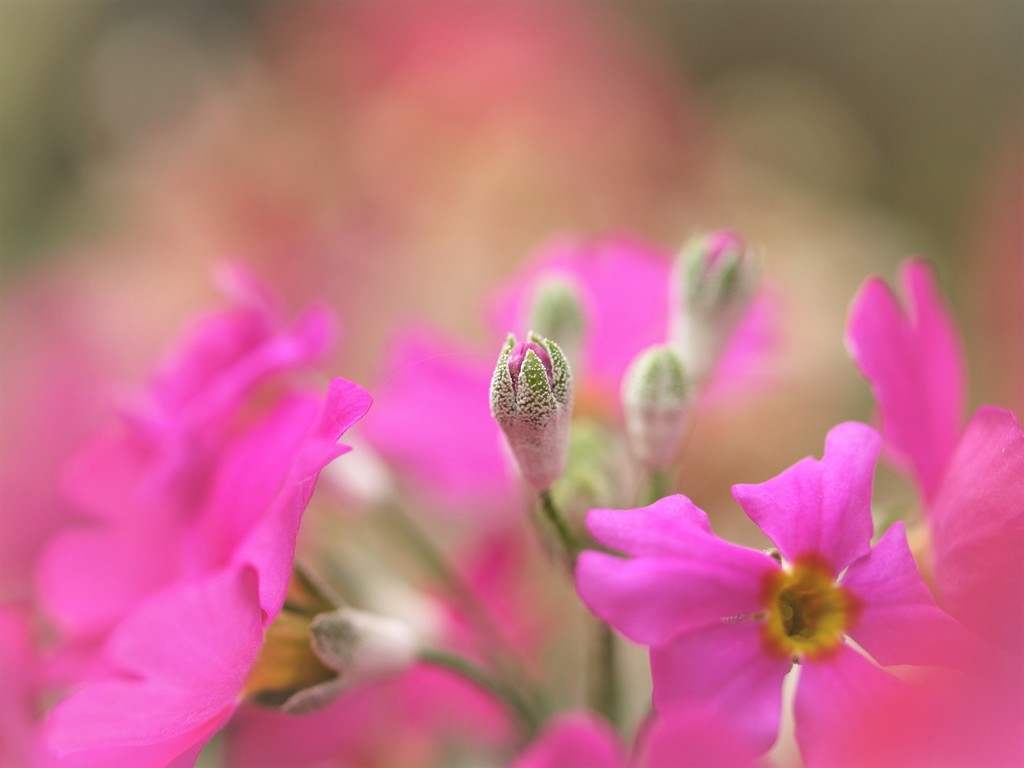 ♡Prettily Cupped Buds ②