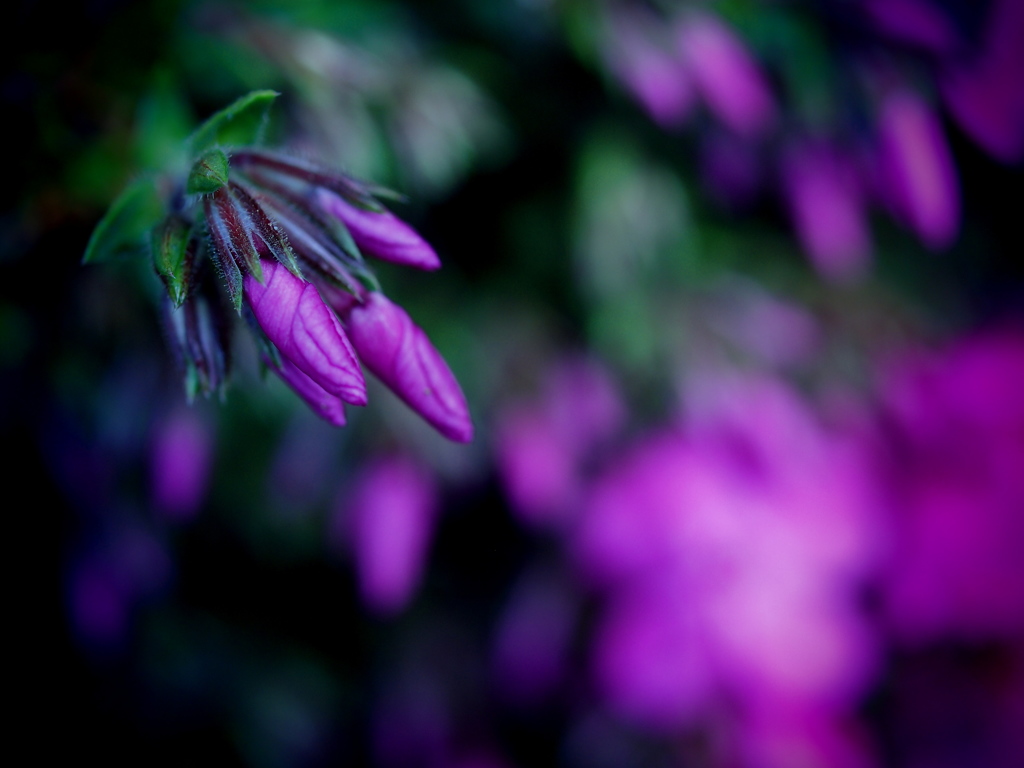 Purple locket