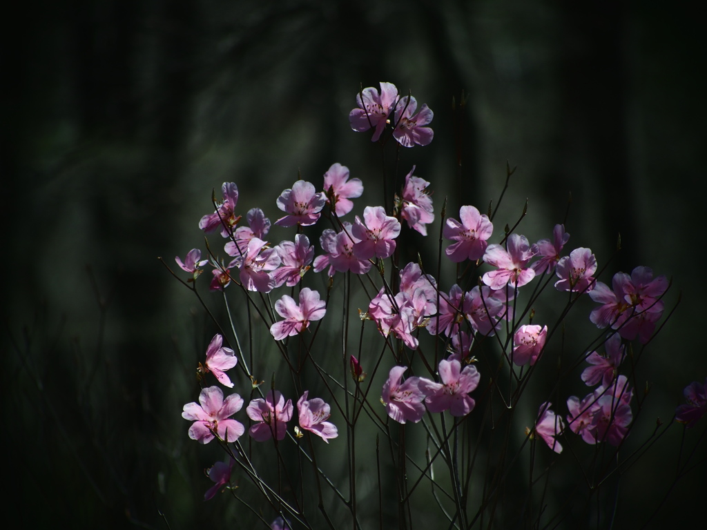 混沌の背景 -散り際の花-