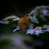 一葉の重み ～山紫陽花～