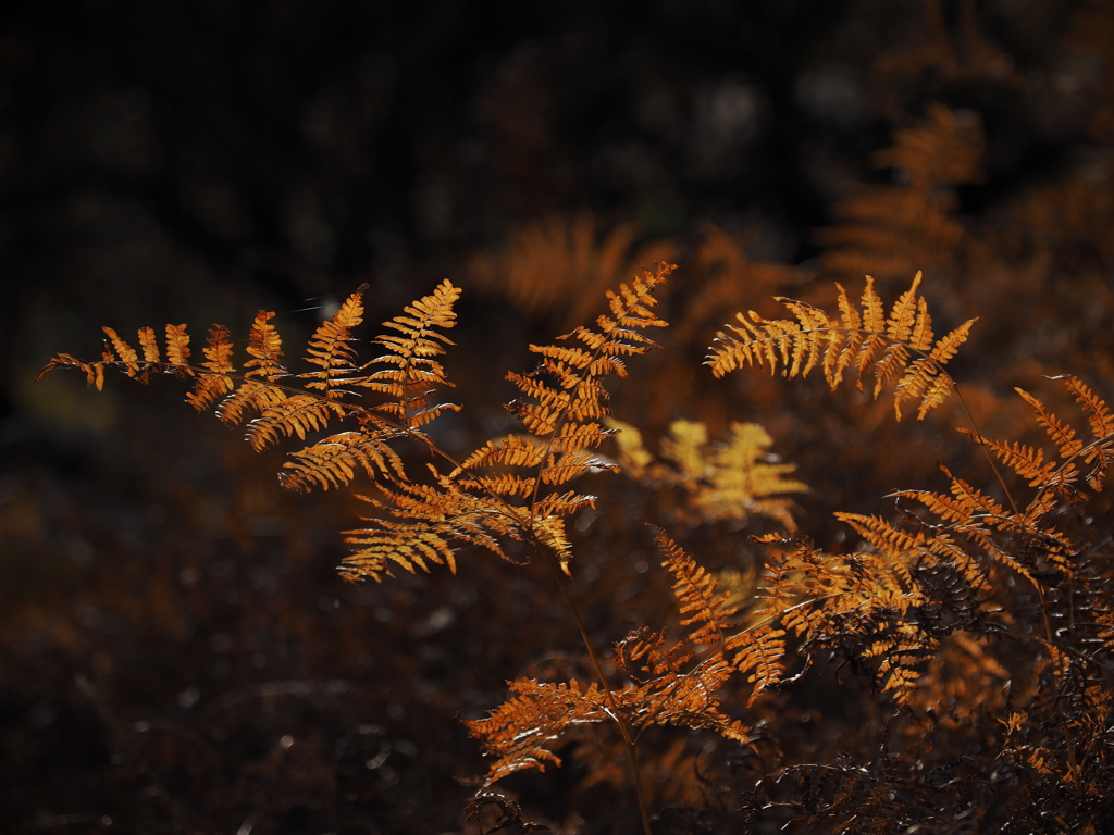 金色の羊歯 こんじきのシダ