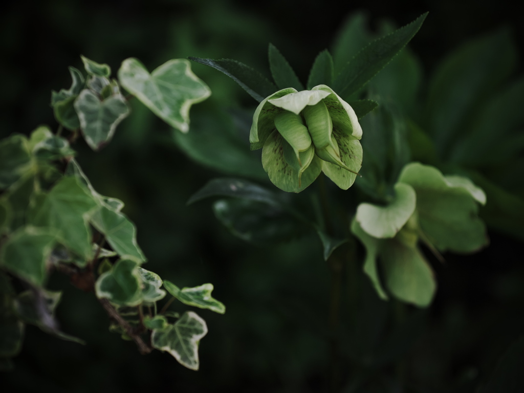 Christmas Rose  ②