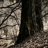Bigfoot