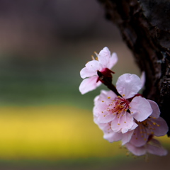 桜待ちの梅花  ①