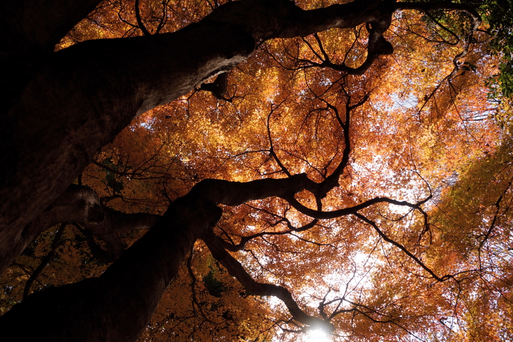 見上げれば盛秋