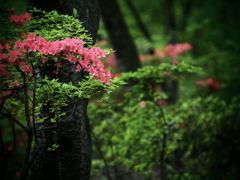 ヤマツツジの森  ①