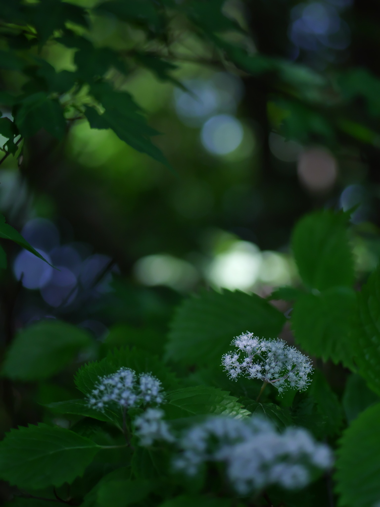 小紫陽花の森　②